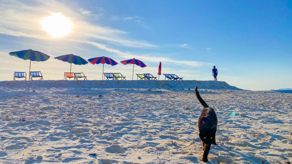 Phi Phi Island Day Trip